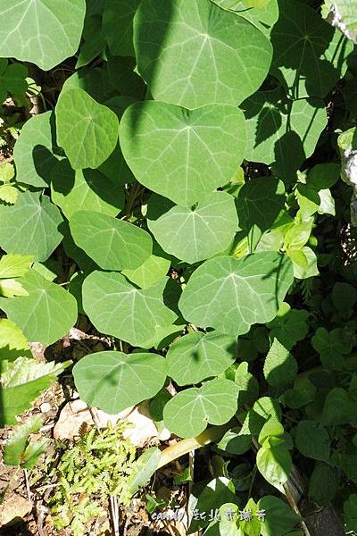 (防己科)大還魂又稱玉笑葛藤