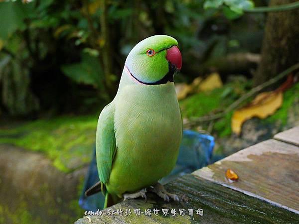 (鸚鵡科)紅領綠鸚鵡又稱玫瑰環鸚鵡、環頸鸚鵡、月輪