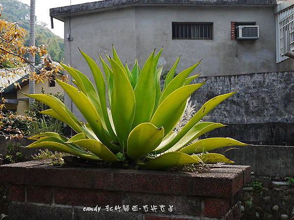 (龍舌蘭科)皇冠龍舌蘭