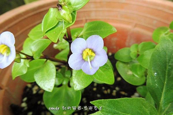 (龍膽科)紫芳草