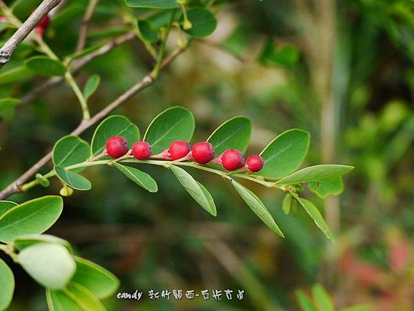 (大戟科)紅仔珠別稱雞母珠(台灣)