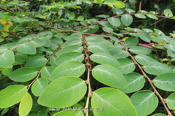 (大戟科)紅仔珠別稱雞母珠(台灣)