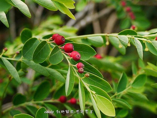 (大戟科)紅仔珠別稱雞母珠(台灣)