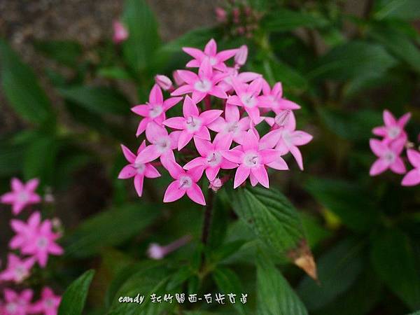 (茜草科)繁星花