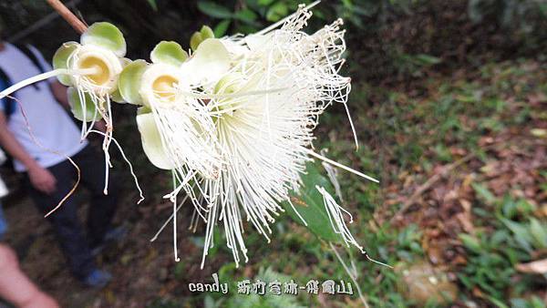 (桃金孃科)蒲桃