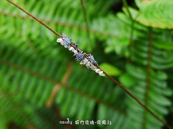 (荔椿科)荔枝椿象幼蟲