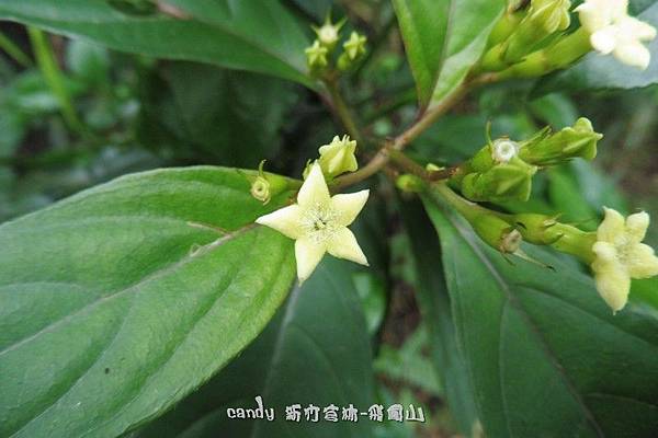 (茜草科)台北玉葉金花