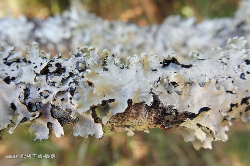 23--葉狀地衣-地衣是真菌類&藻類的複合生命體,一般可以簡略地將它們分成三個類別：即葉狀地衣（foliose lichen）、莖狀地衣（fruticose licehen）、以及殼狀地衣（crustose lichen）