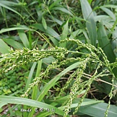 (禾本科)颱風草  這是颱風草的果實，果實為穎果卵狀披針形、成熟時往往不帶著穎片脫落，  長 0.2~0.3 公分，具不甚明顯的橫皺紋。