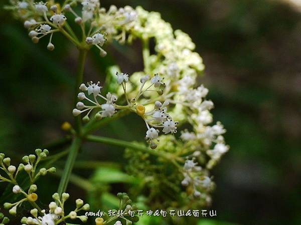 (忍冬科)冇骨消