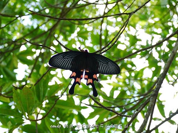 (鳳蝶科)台灣麝香鳳蝶
