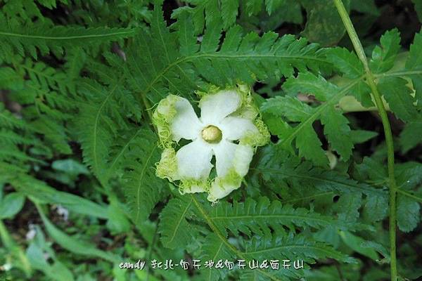 (葫蘆科)芋葉括樓(雄花)，這朵是落花，葉子不是芋葉括樓喔~