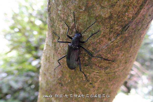 (擬步行蟲科)大擬步行蟲