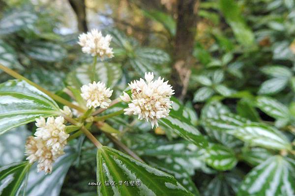 (蕁麻科)花葉冷水花