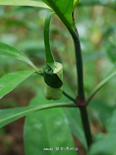 (捲葉象鼻蟲科)棕長頸捲葉象鼻蟲的蟲苞