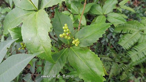 (金粟蘭科)草珊瑚(紅果金粟蘭)