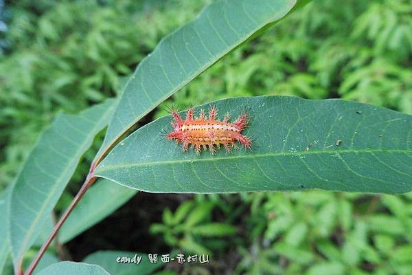 (刺蛾科)八字褐刺蛾，幼蟲，紅色斑點的個體。