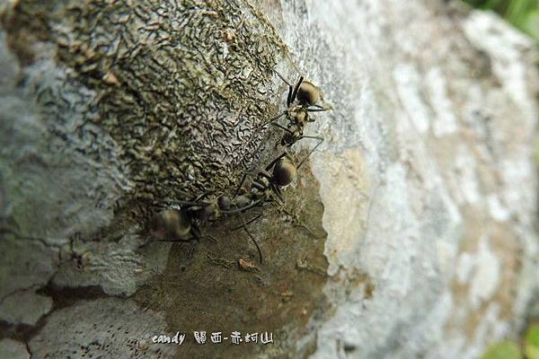 (蟻科/棘山蟻屬)黑棘山蟻 
