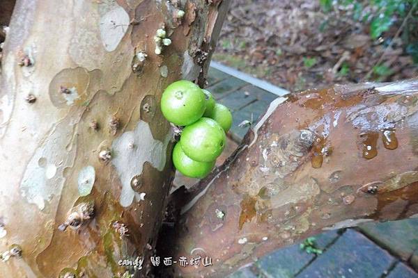 (姚金孃科)樹葡萄