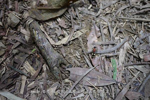 (蟻蜂科)絨蟻蜂