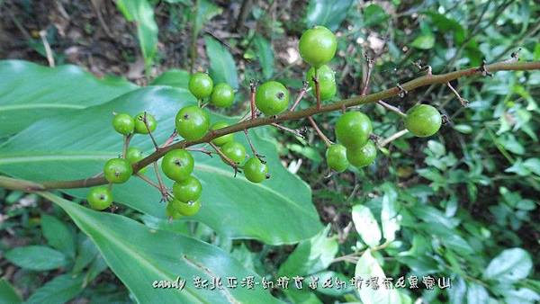 (薑科)山月桃種子