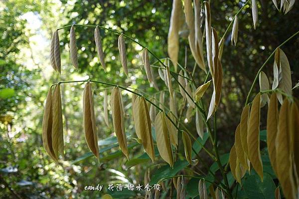 (豆科)台灣魚藤