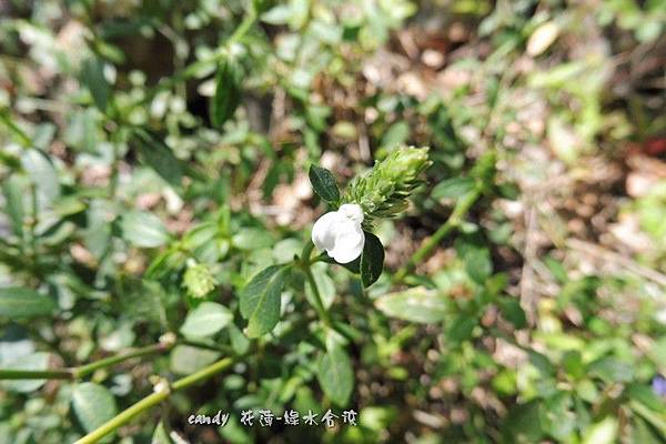 (爵床科)白花爵床