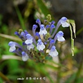 (唇形科)田代氏黃岑 