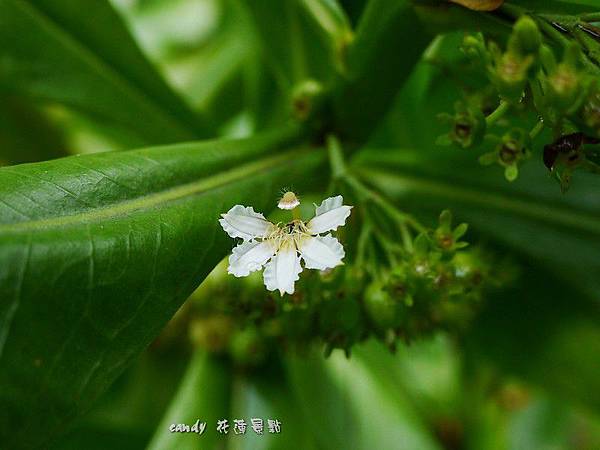 (草海桐科)草海桐