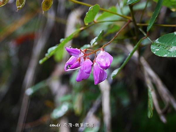 (豆科)毛胡枝子