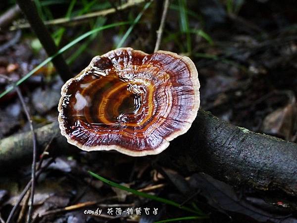 (多孔菌科)黃柄小孔菌