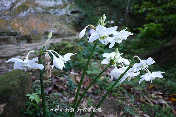 (石蒜科)亞馬遜百合