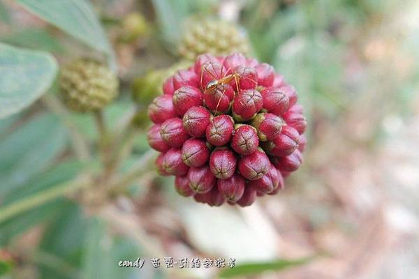 (豆科)美洲合歡花苞