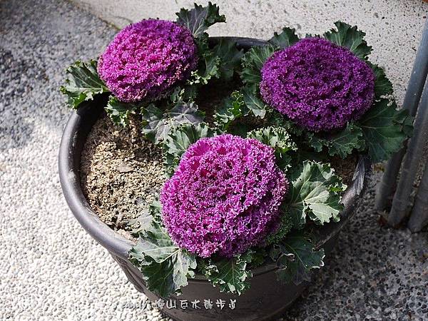 (十字花科)葉牡丹(皺葉系)