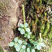 (胡椒科)小椒草