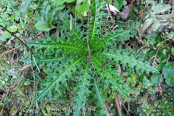 (菊科)阿里山薊