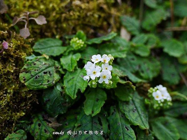 (紫草科)台北附地草