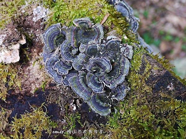 (多孔菌科)彩絨栓菌
