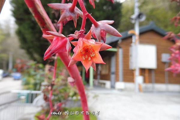 (景天科)女王花笠