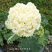 (十字花科)葉牡丹(皺葉系)