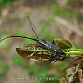 (天牛科)黃星長角天牛