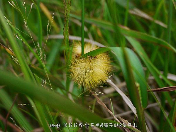 (毒蛾科)線茸毒蛾幼蟲