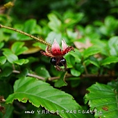 (薔薇科)斯氏懸鉤子果實