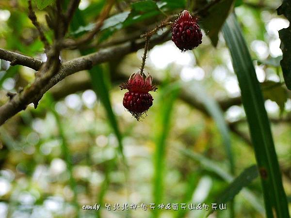 (薔薇科)斯氏懸鉤子果實