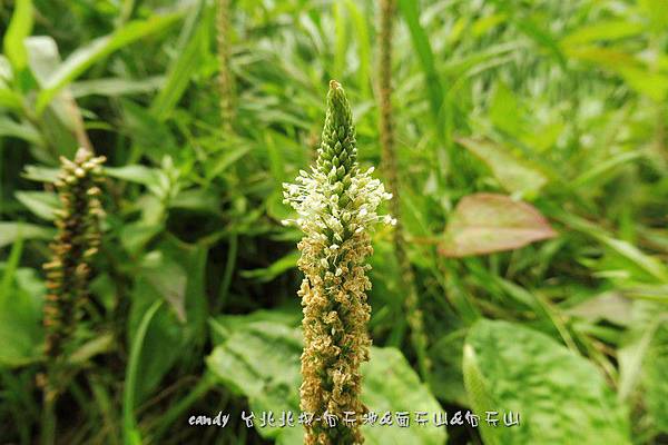 (車前科)車前草