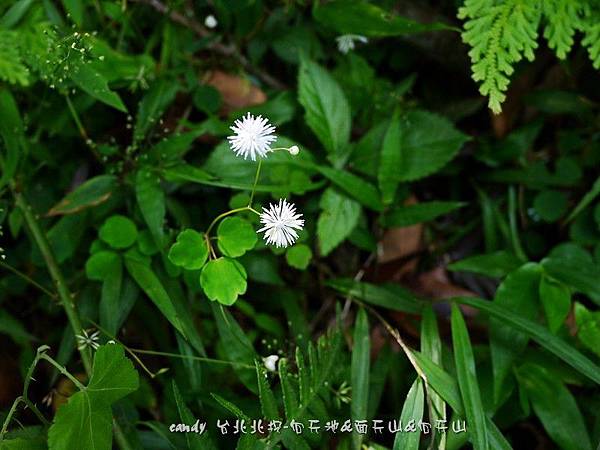 (毛茛科)傅氏唐松草