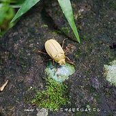 (金龜子科)台北白金龜(雄)