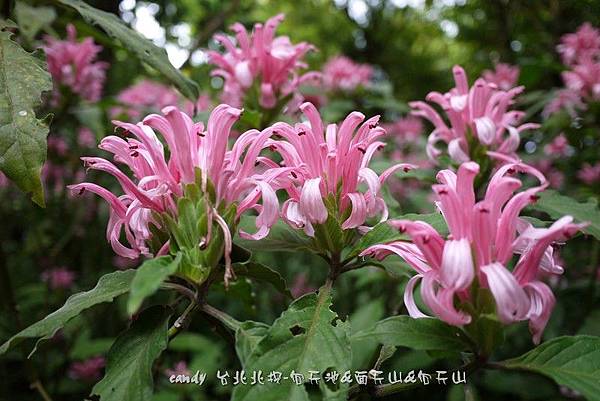 (爵床科)串心花