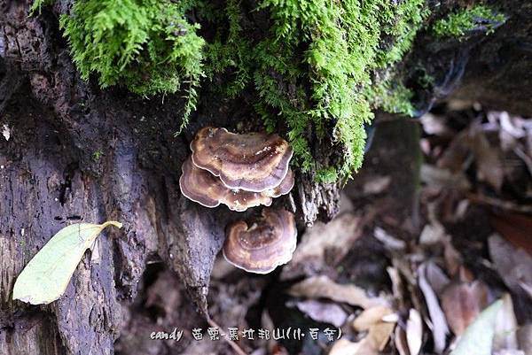 (多孔菌科)相鄰小孔菌