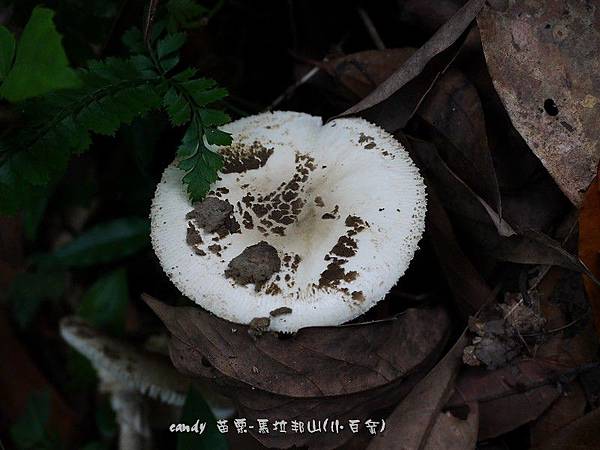 (鹅膏菌科)角鱗白鵝膏